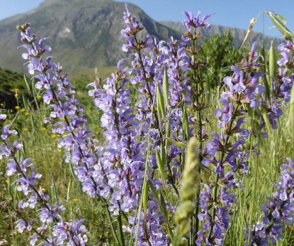 Albania Salvia